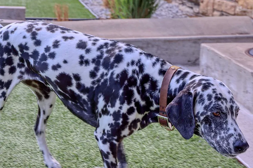 Charming outdoor apartment space with lush green lawn and brick design, perfect for pet-friendly living.
