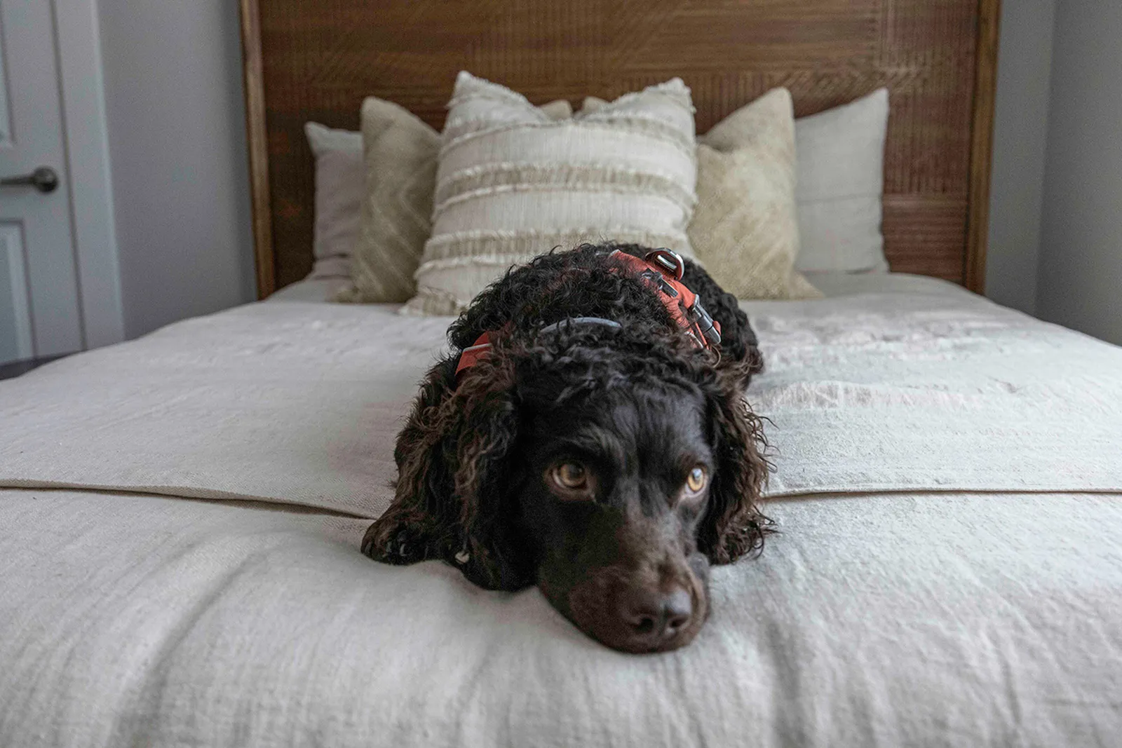 Cozy bedroom setting with a fluffy dog lying comfortably on a stylish bed adorned with plush pillows.