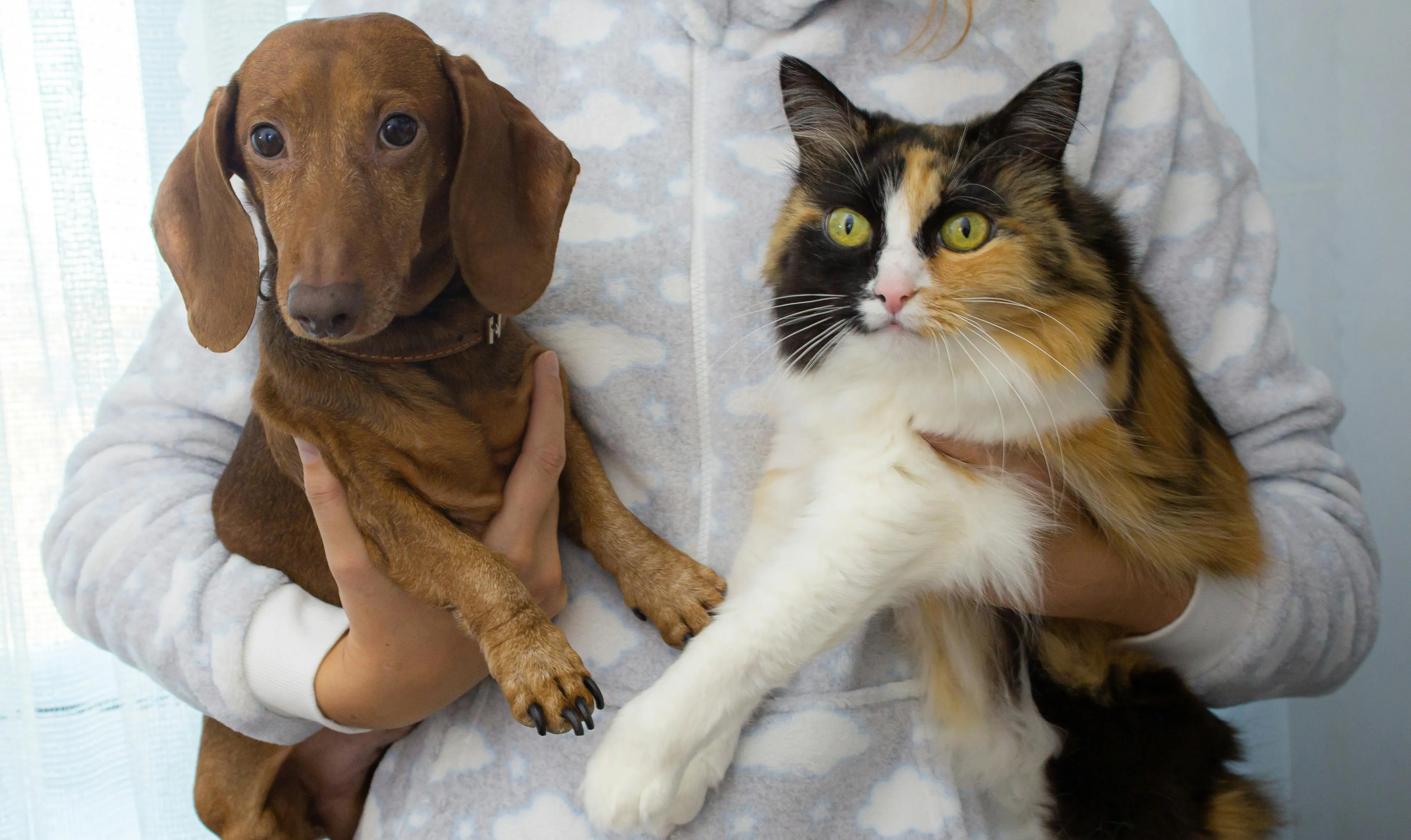 Charming scene of a dachshund and a fluffy calico cat being held, showcasing a cozy and pet-friendly environment.