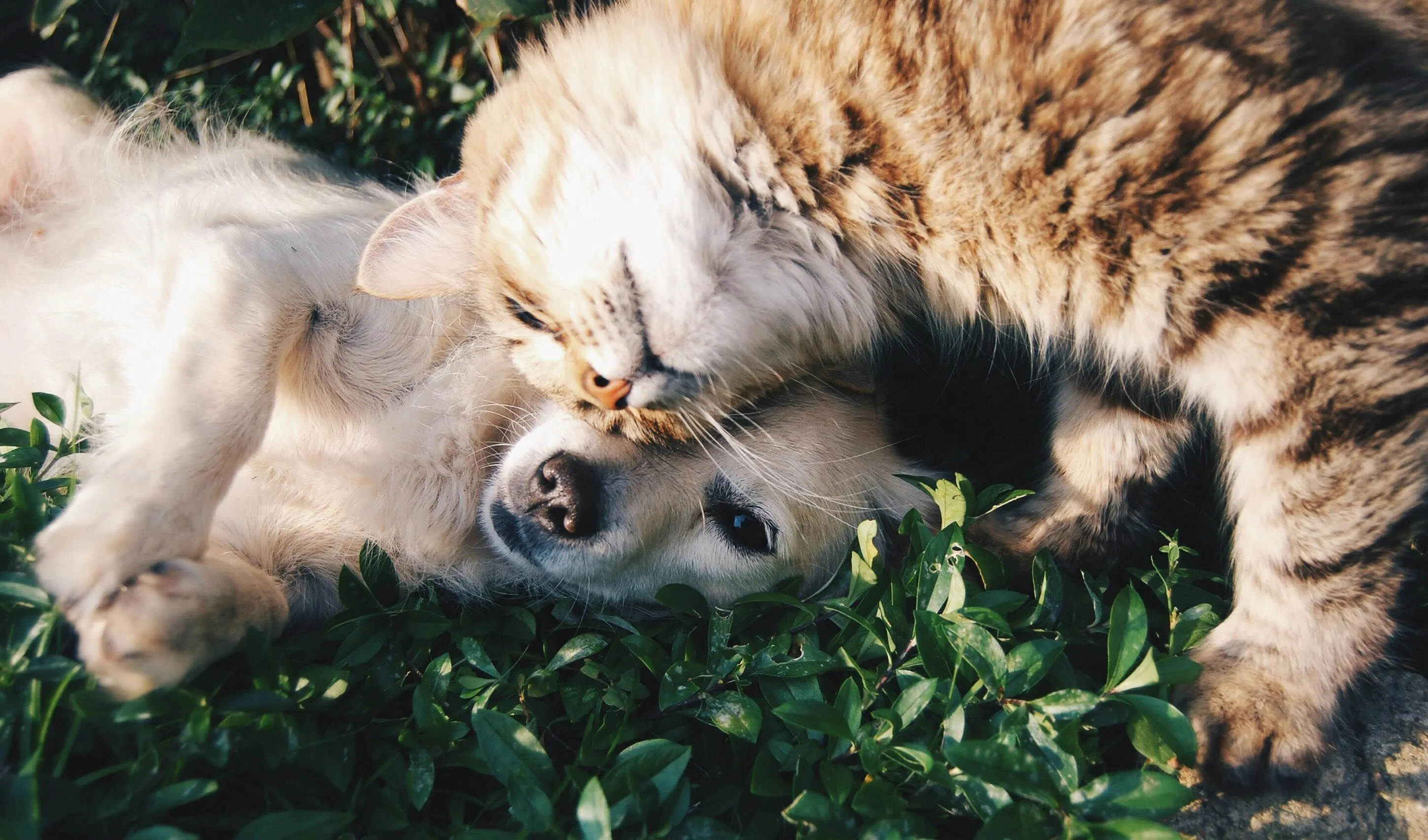 Heartwarming scene of a fluffy cat and a small dog embracing lovingly on lush green grass.