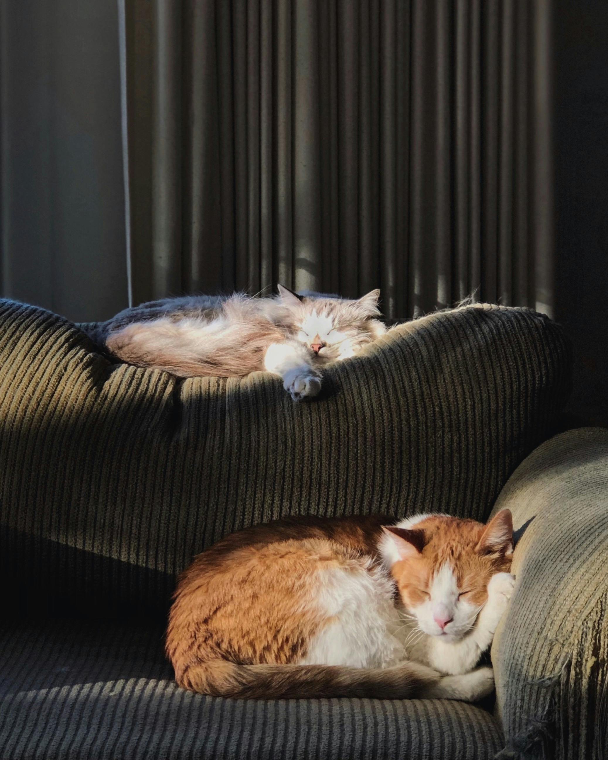Cozy apartment living room with sleeping cats basking in warm sunlight on a textured sofa.