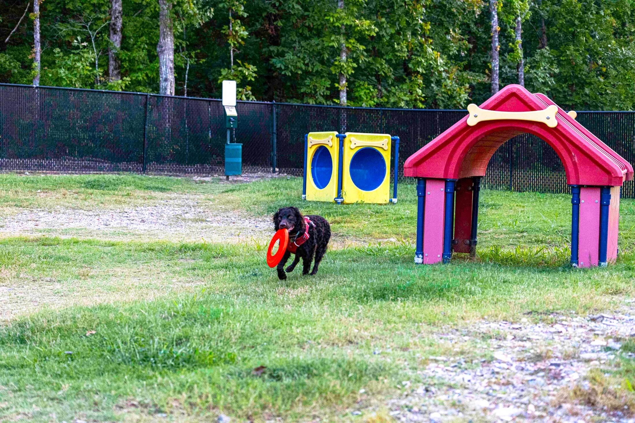 Charming dog park scene with a playful dog joyfully carrying a frisbee, surrounded by colorful play structures and lush greenery.