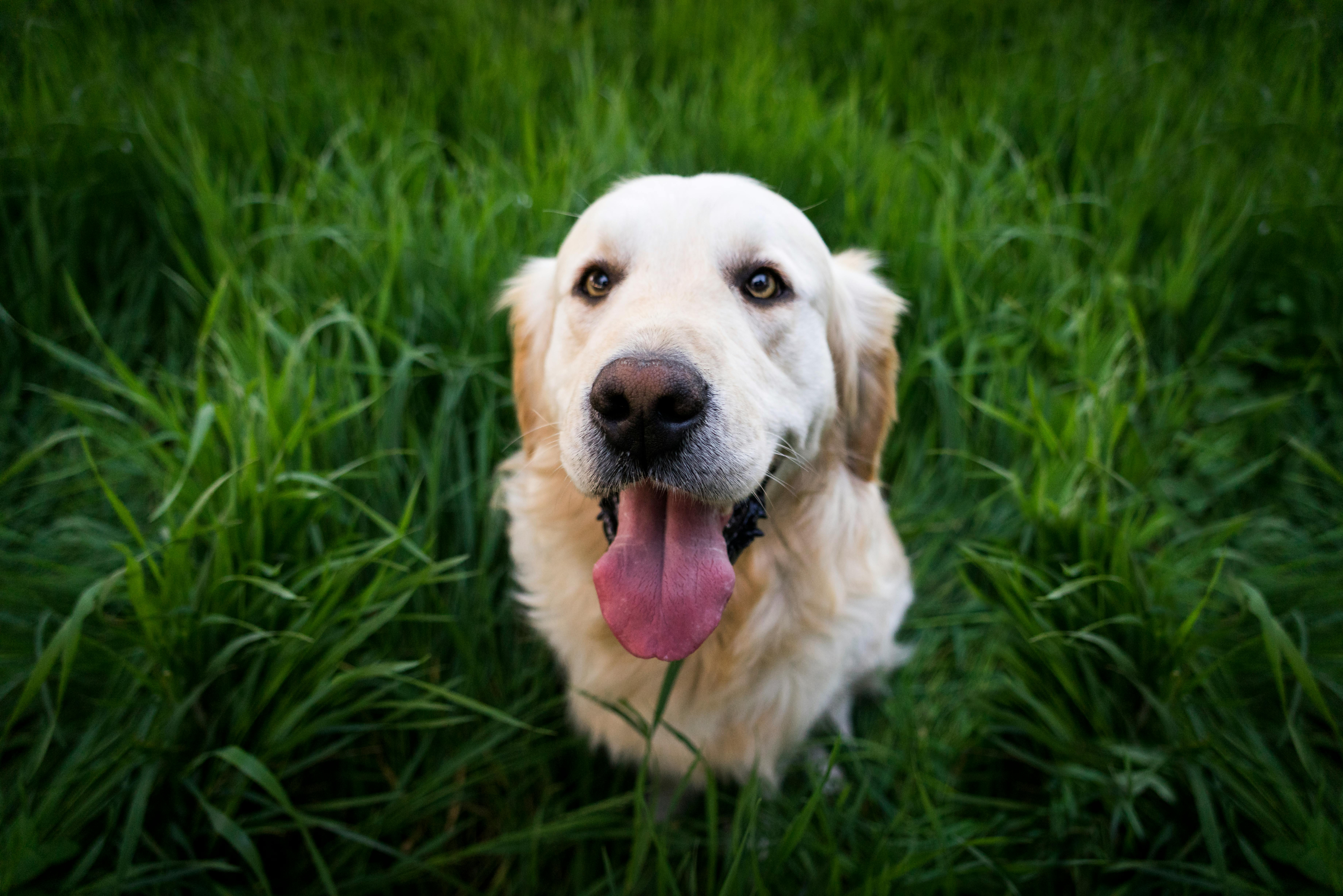 Playful golden retriever with a joyful expression, sitting amidst lush green grass.
