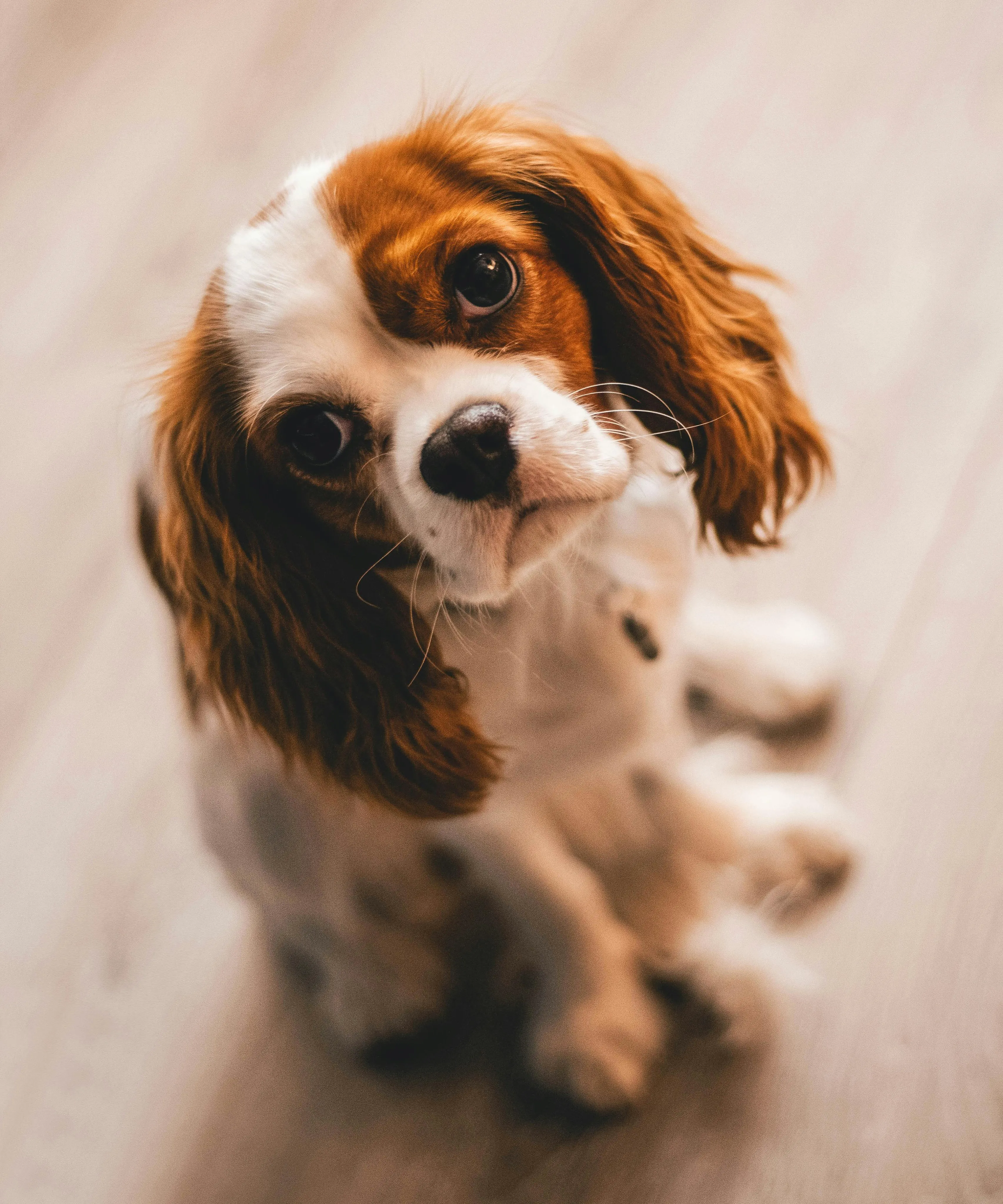 Charming small dog with a curious expression sitting on a warm wooden floor.