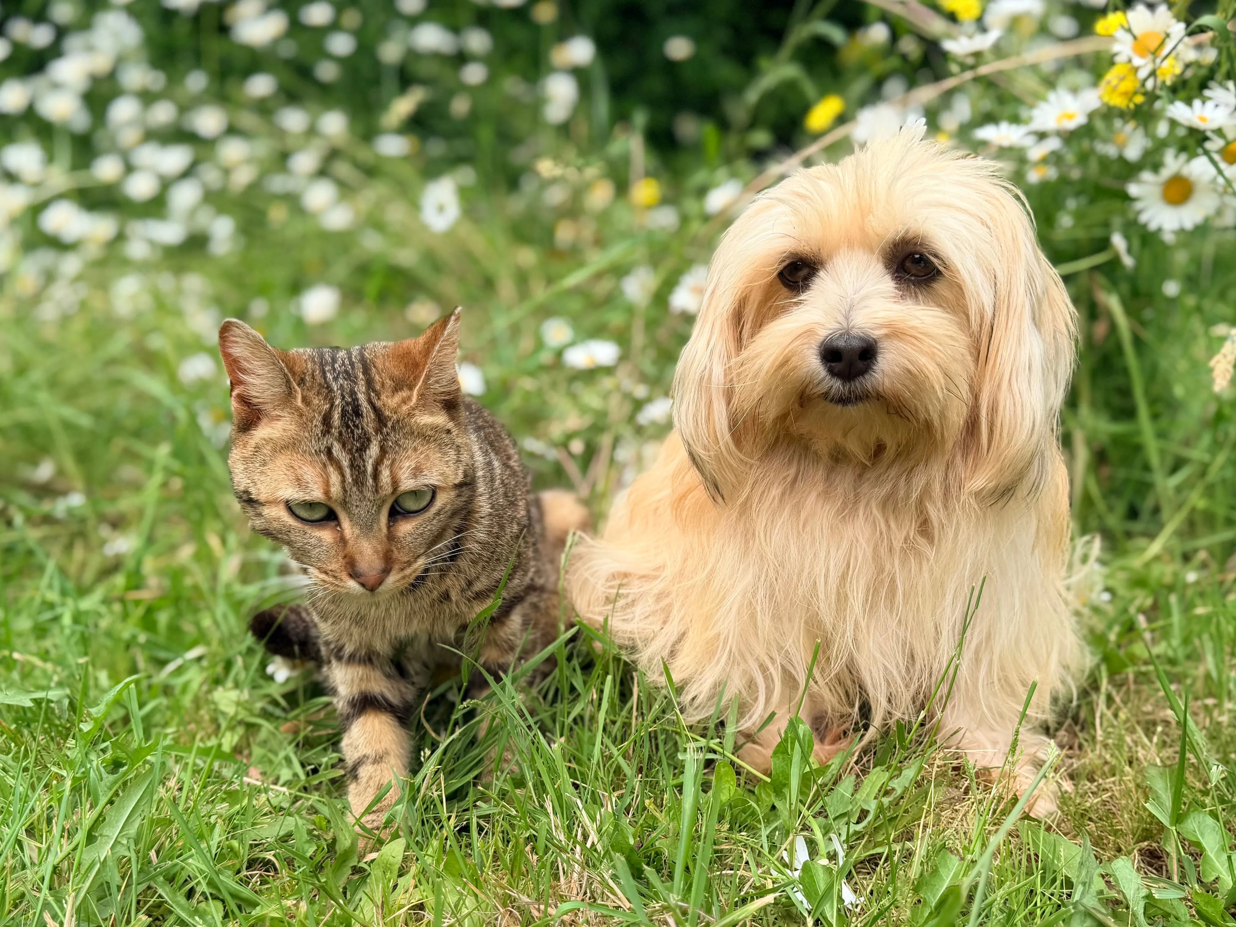 Adorable cat and fluffy dog sitting together in a lush green garden surrounded by white daisies.