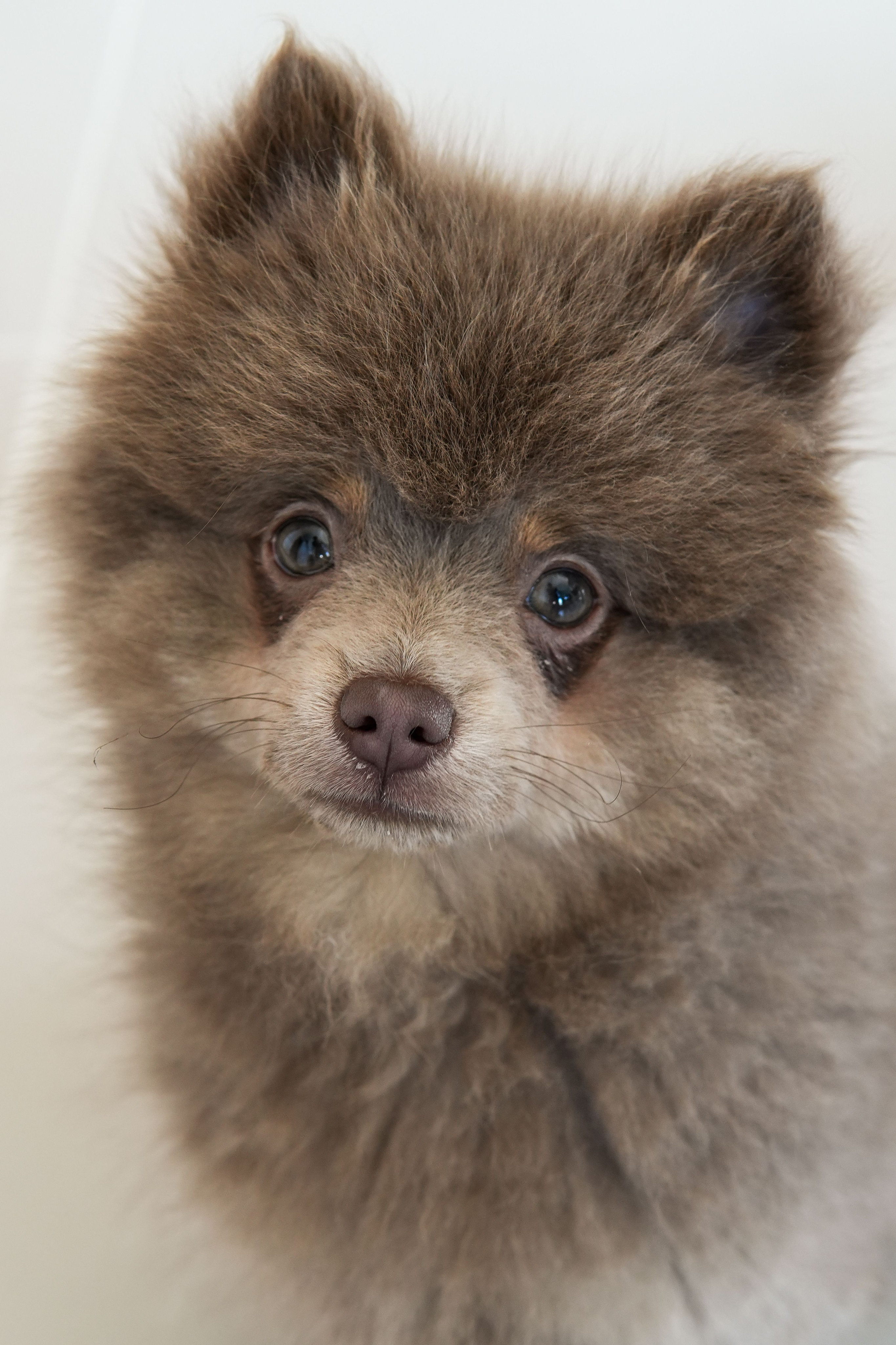 Adorable fluffy puppy with a shaggy brown coat and bright eyes, exuding charm and warmth.