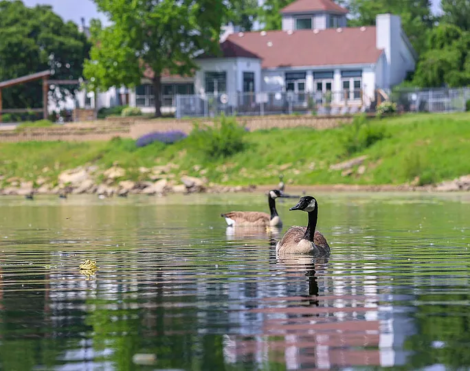 Tranquil lakeside scene with graceful geese swimming near a charming countryside home surrounded by lush greenery.