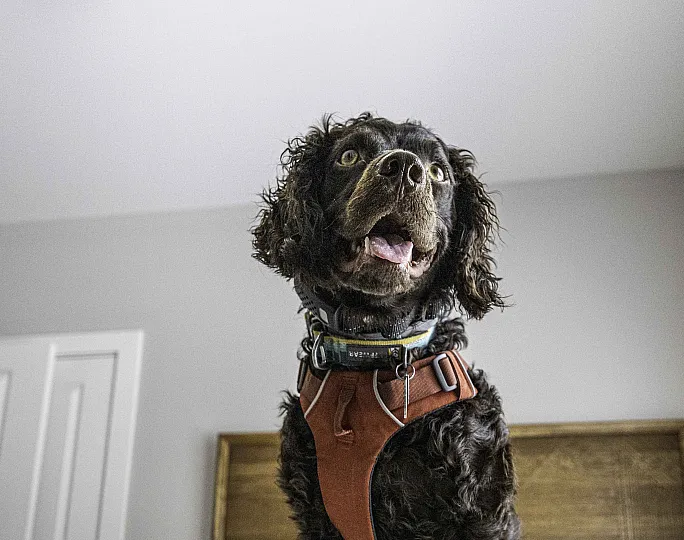 Adorable and playful dog with an expressive face wearing a harness, enjoying a cozy home environment.