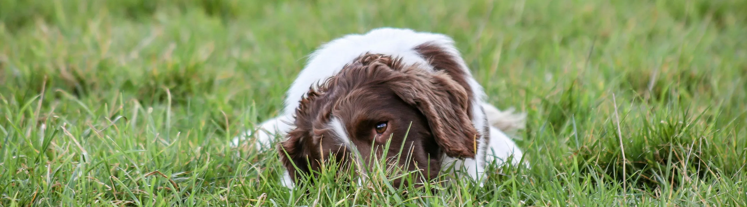 Adorable dog playfully peeking through lush green grass, showcasing a lively outdoor scene.