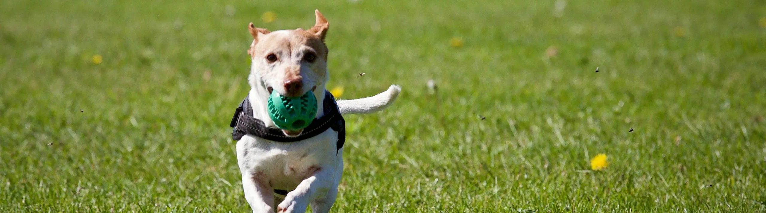 Joyful dog running across a grassy field with a green ball, showcasing an active lifestyle in a pet-friendly environment.