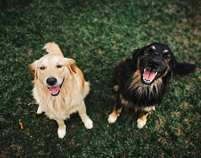 Joyful golden retriever and black dog smiling brightly while sitting on lush green grass.