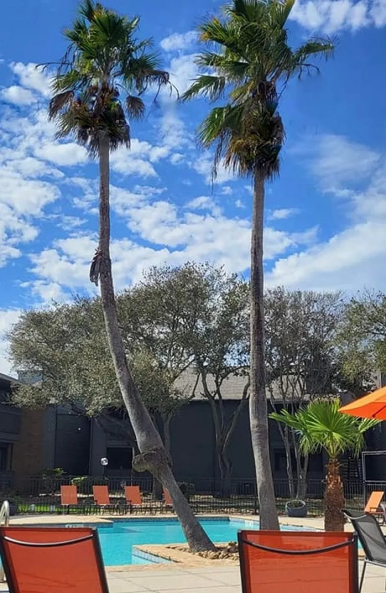 Inviting apartment pool surrounded by lush greenery and tall palm trees, perfect for relaxation under a vibrant blue sky.