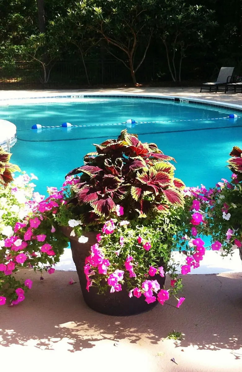 Inviting outdoor pool area surrounded by lush greenery and vibrant flowers, perfect for relaxation and leisure.