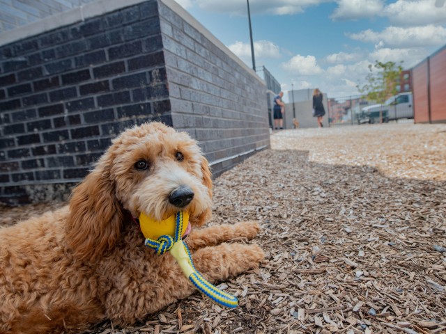 Image of Fenced, On-Site Dog Park for Dwell 2nd Street