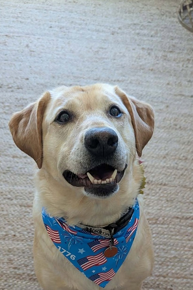 Adorable dog wearing a festive bandana, sitting happily on a cozy carpeted floor.