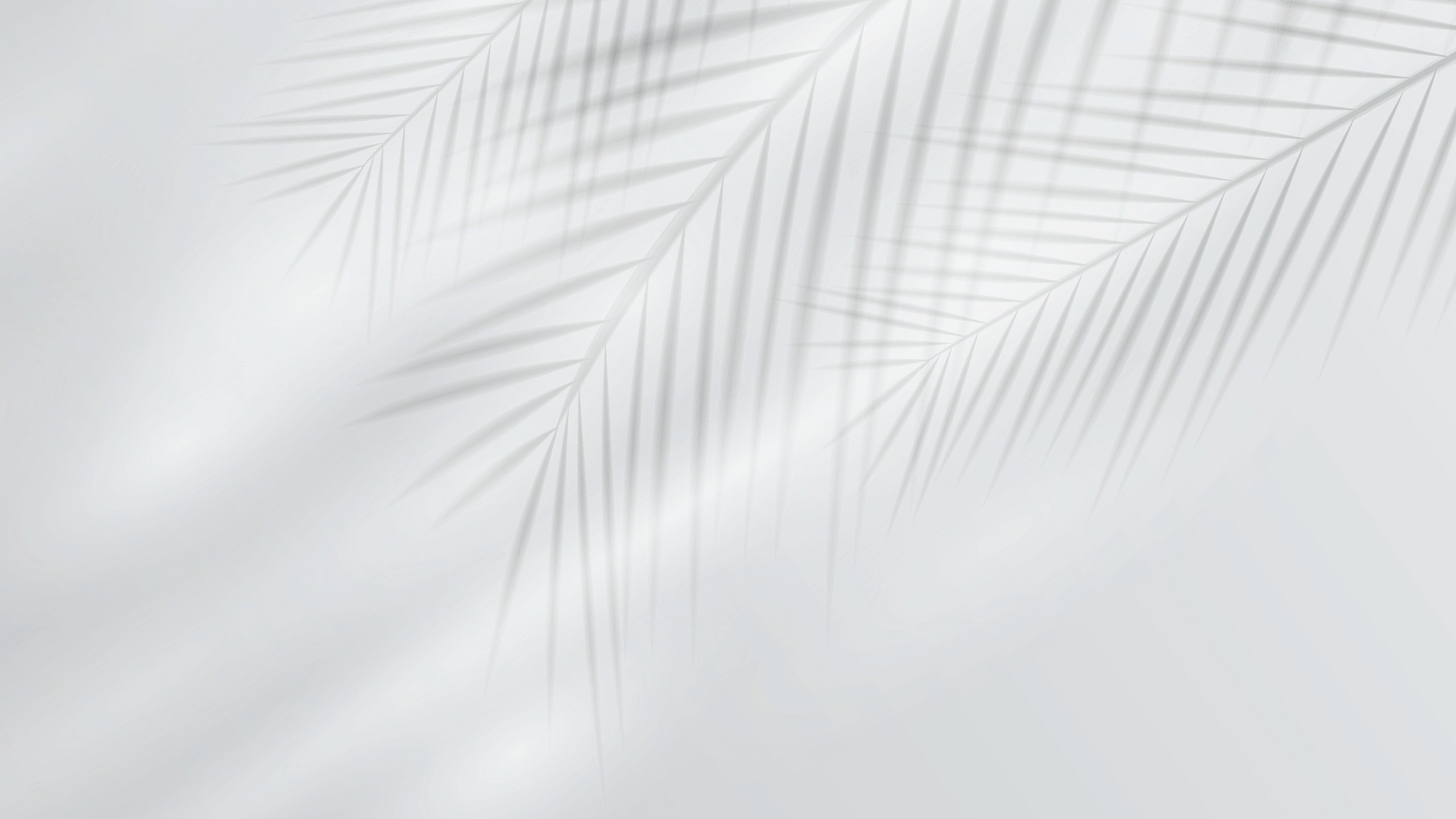 Elegant palm leaf shadows cast on a soft white textured background, creating a serene and tropical ambiance.