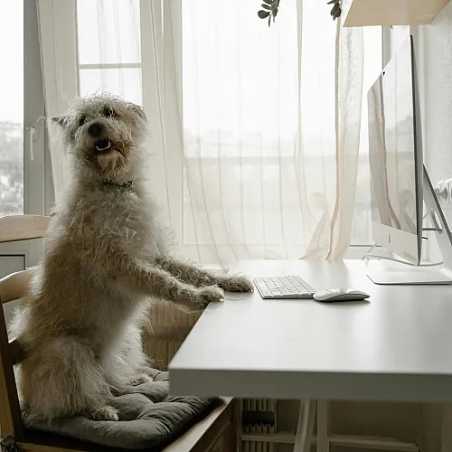 Charming home office setup with a playful dog seated on a chair at a sleek white desk, adding a touch of whimsy to a bright, airy space.