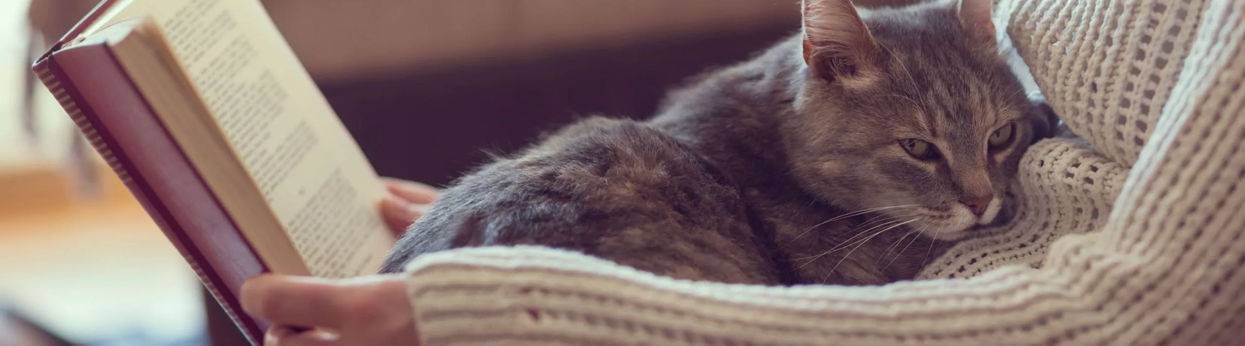 Cozy scene with a serene gray cat nestled on a knitted blanket, surrounded by the warmth of a book in hand, perfect for a tranquil reading corner in any home.