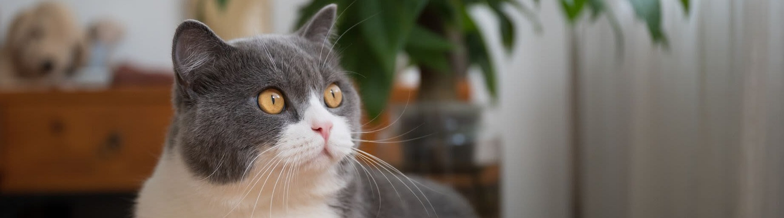 Charming gray and white cat lounging on a polished wooden table, with lush green plants in the background.