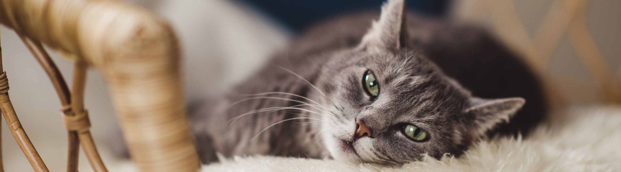 Charming gray cat lounging comfortably on a plush white rug by a woven chair, creating a cozy and inviting ambiance.