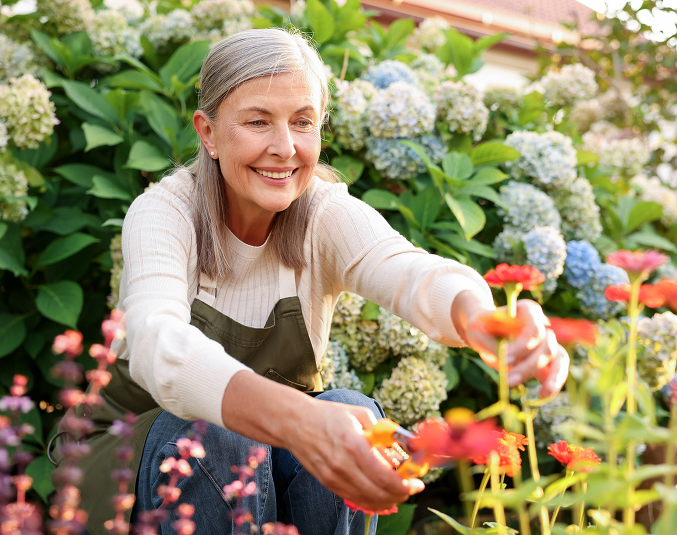 woman pruning zinnia flowers with secateurs in garden