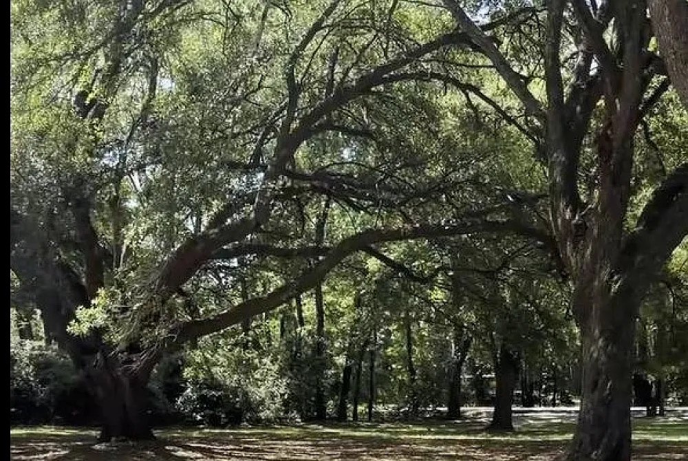 Serene park setting with majestic sprawling trees and lush greenery, perfect for outdoor relaxation.
