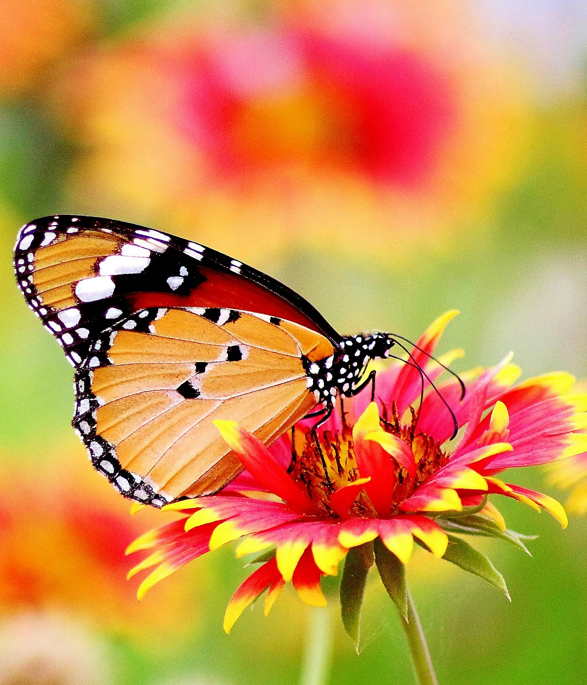 Vibrant butterfly gracefully perched on a colorful flower; a stunning display of nature's beauty.