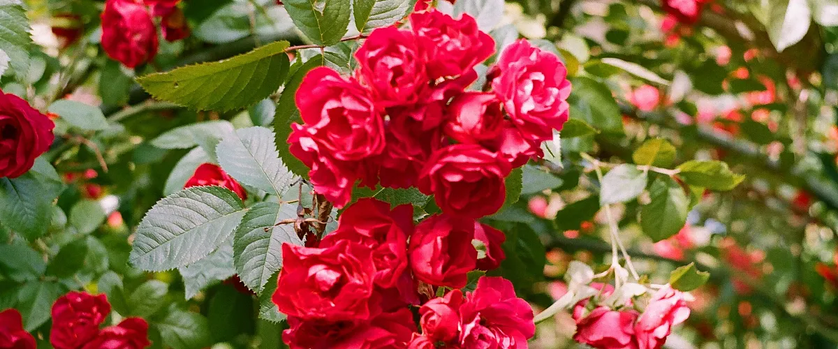 rose