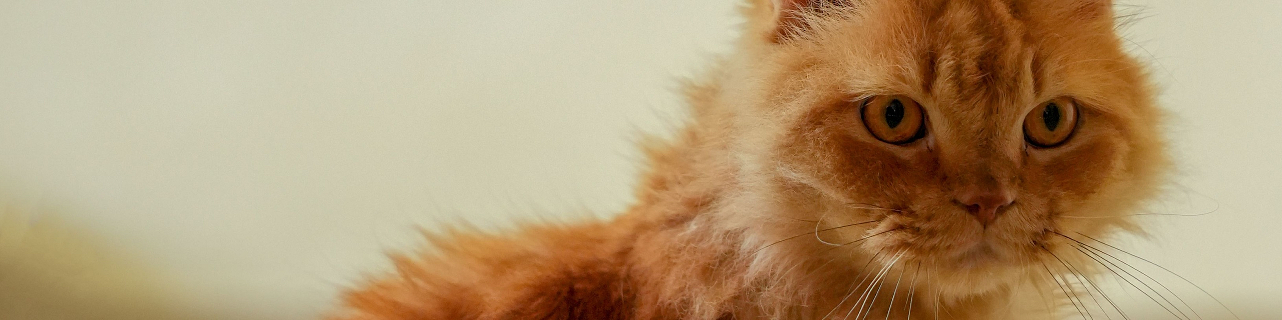 Elegant Persian cat with fluffy orange fur sitting on a clean, white floor, exuding charm and poise.