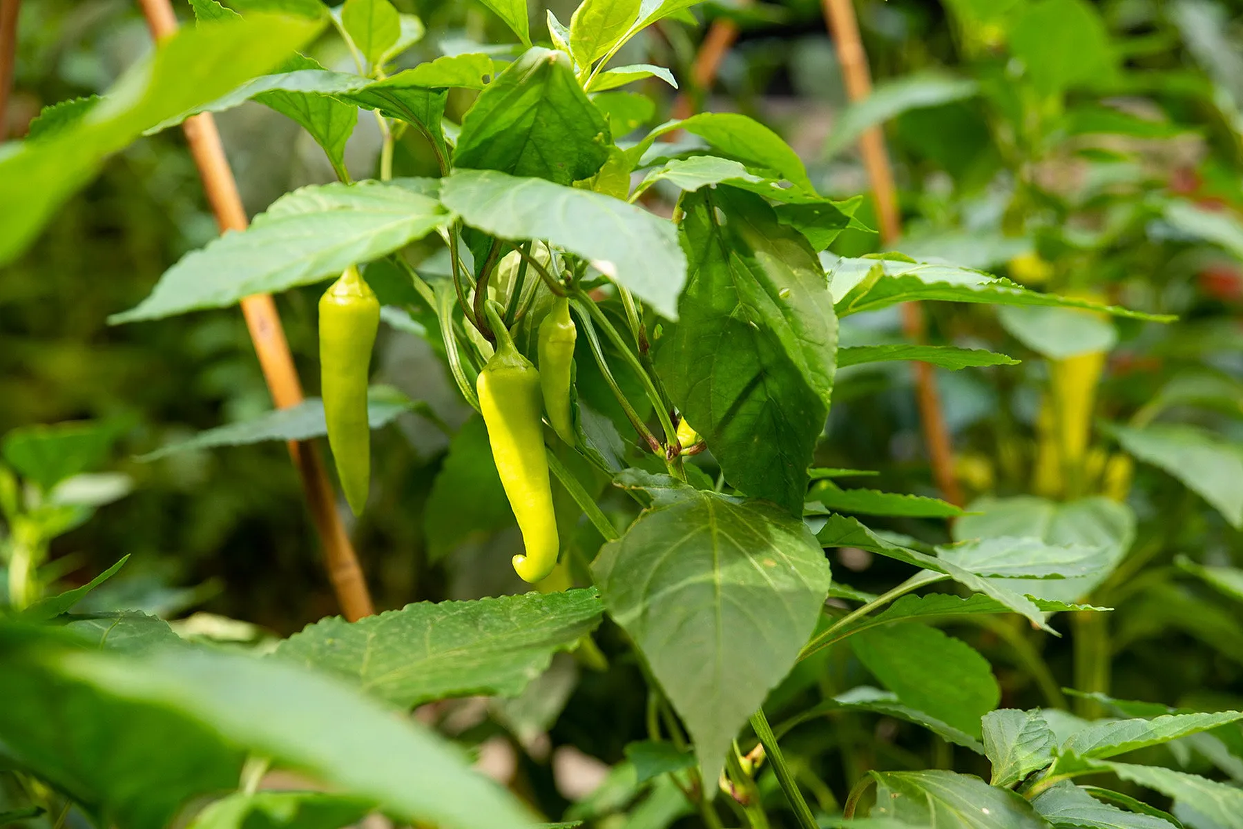 Vibrant green chili peppers thriving among lush foliage in a sunny garden.