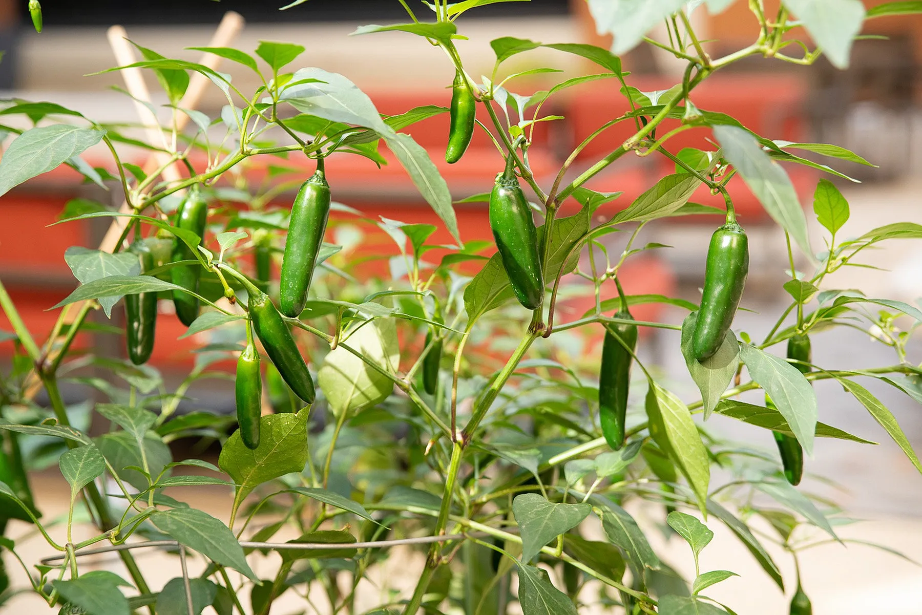 Vibrant green chili peppers thriving on a lush plant, showcasing a burst of fresh, organic growth.