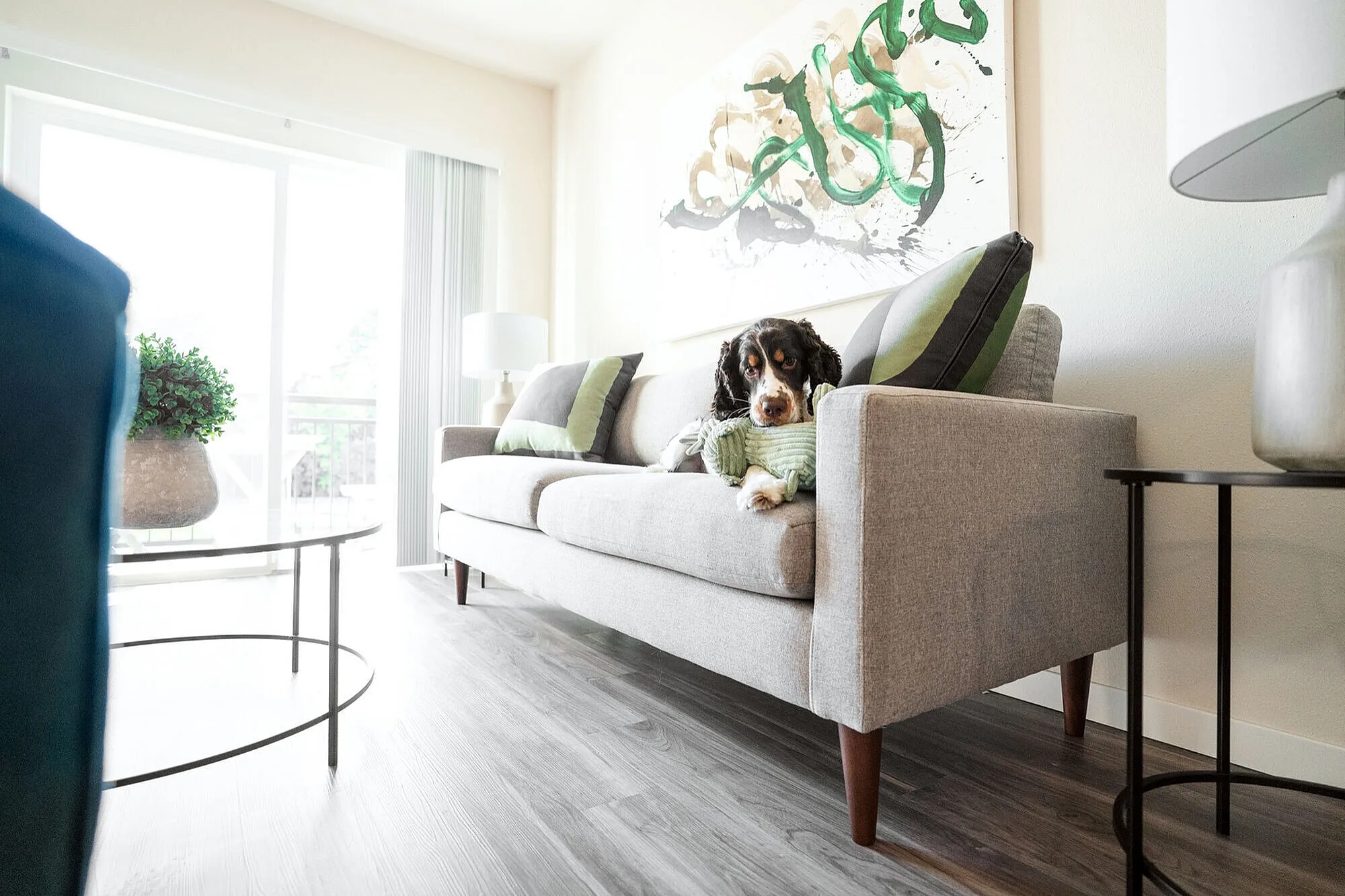 Bright living room with modern gray sofa, abstract art, and a cozy dog adding charm and warmth.
