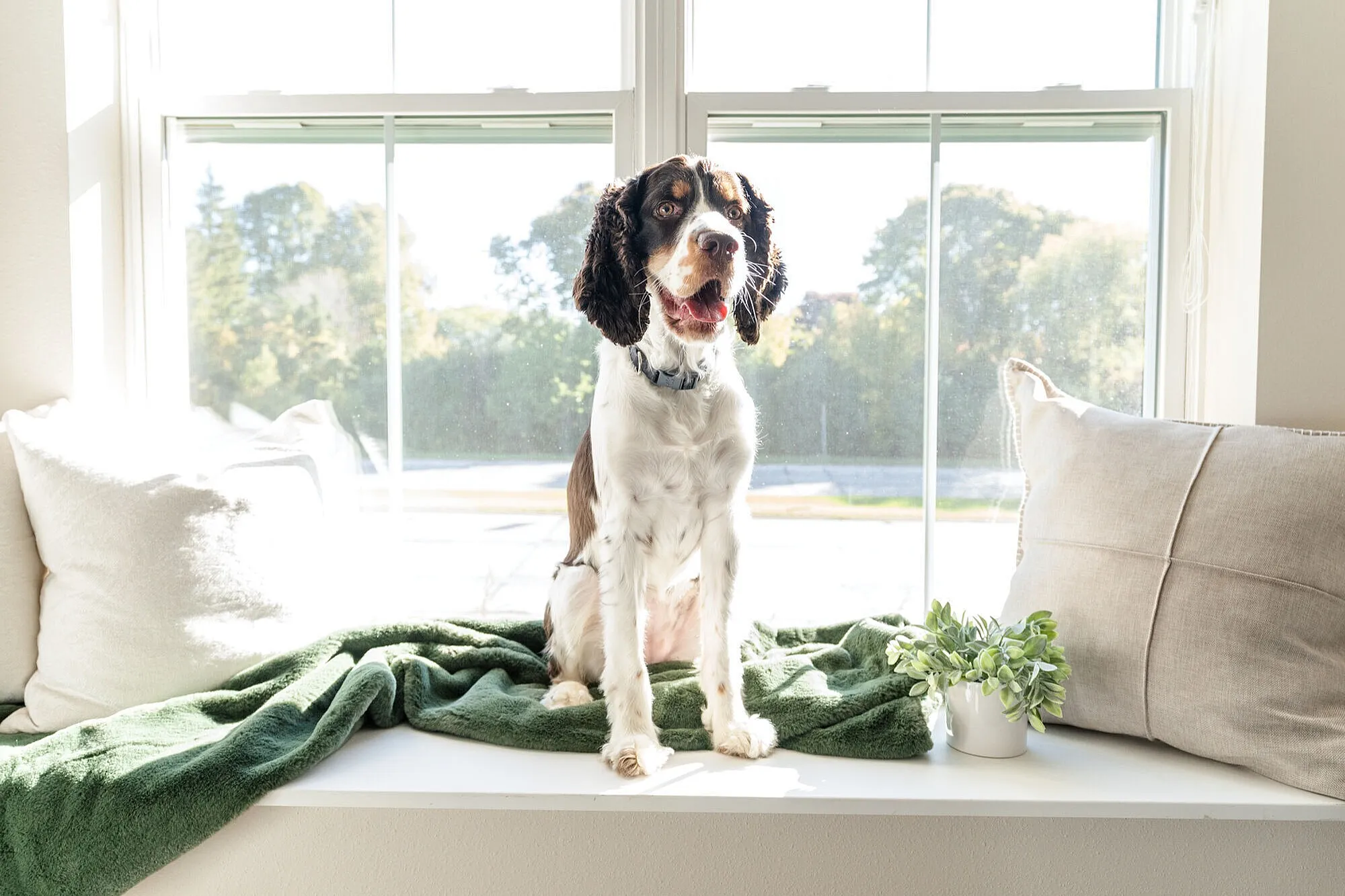 Bright and cozy window nook with a friendly dog basking in natural light, surrounded by soft pillows and a vibrant green blanket.