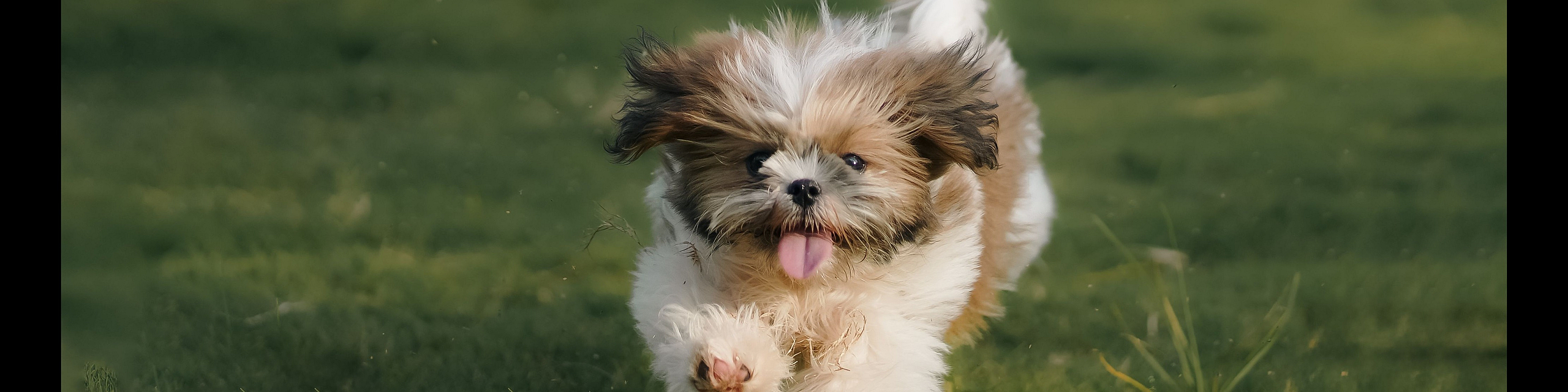 Adorable fluffy puppy joyfully running on lush green grass.