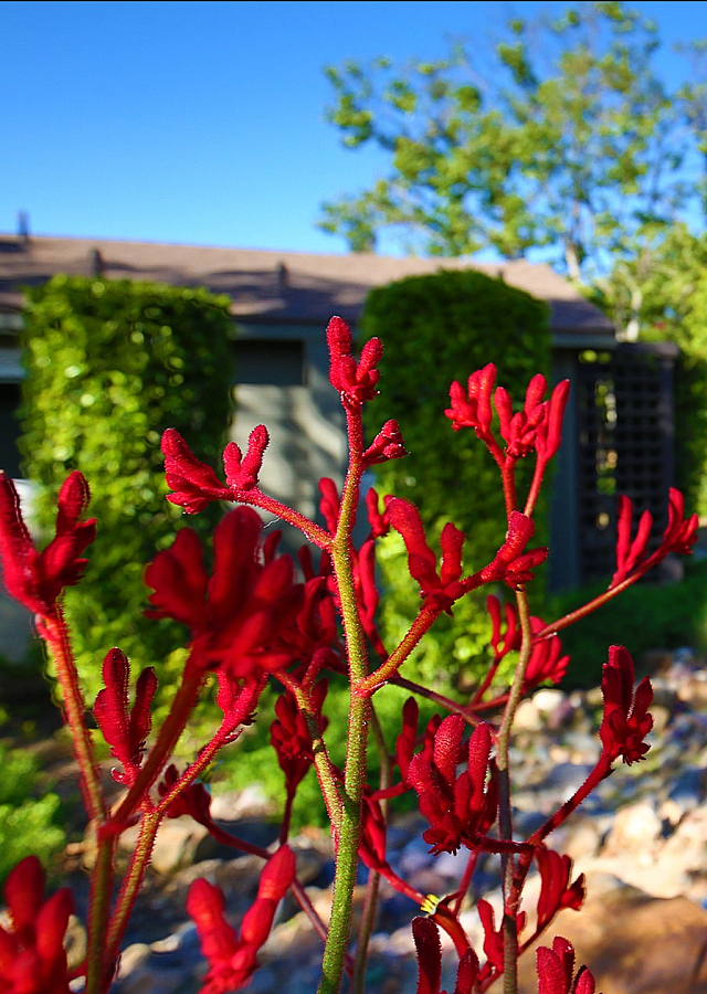 Landscaping