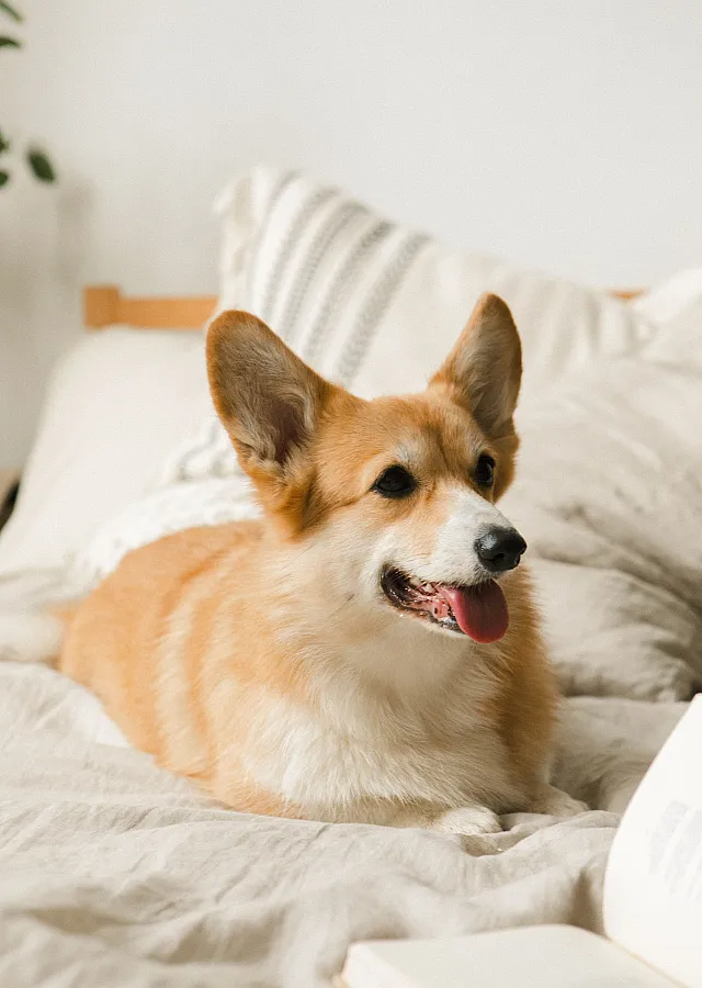 Central Highlands - Dog on Bed