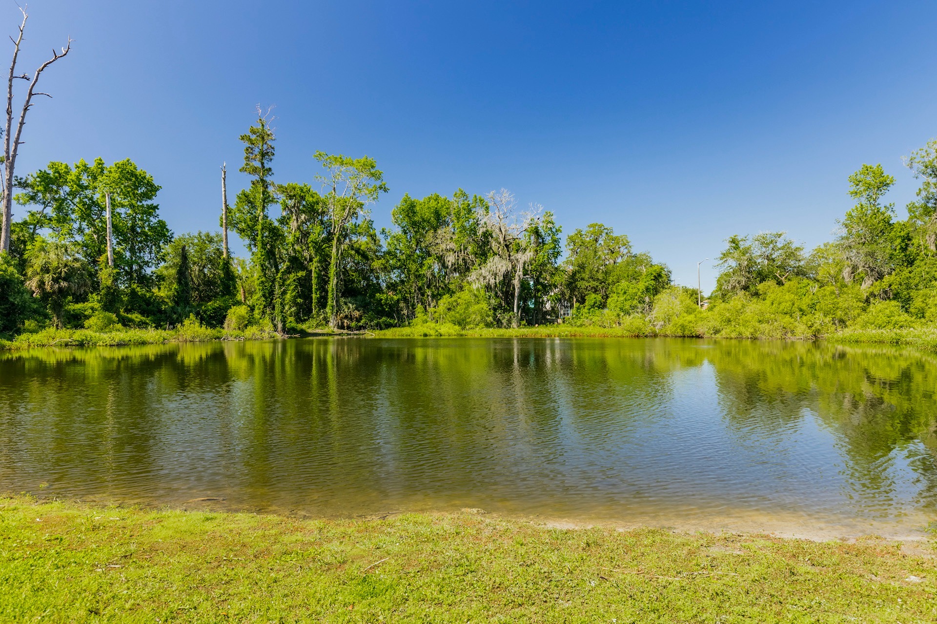 Lake landscape with trees