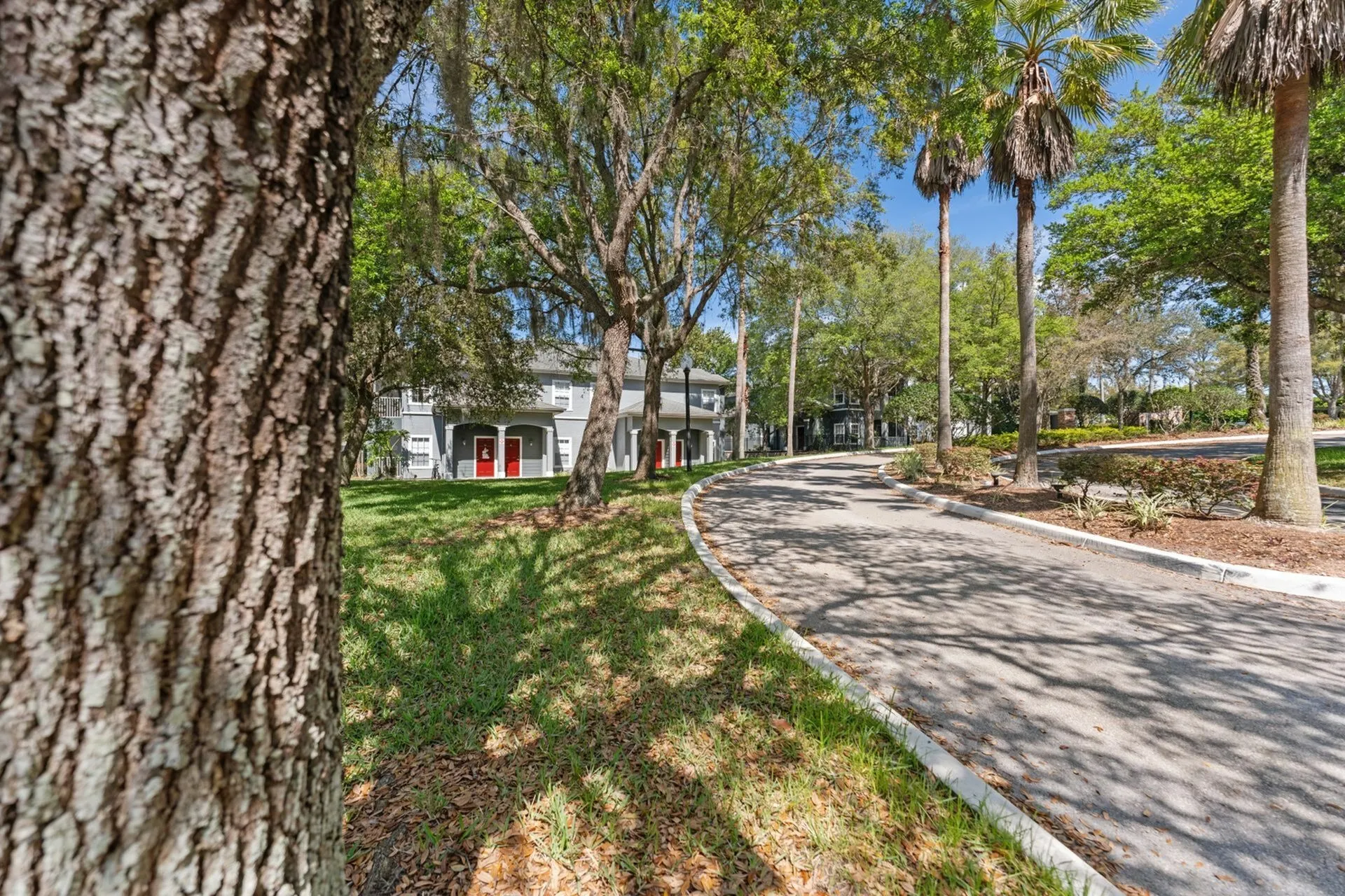 Road with trees and apartment buildings