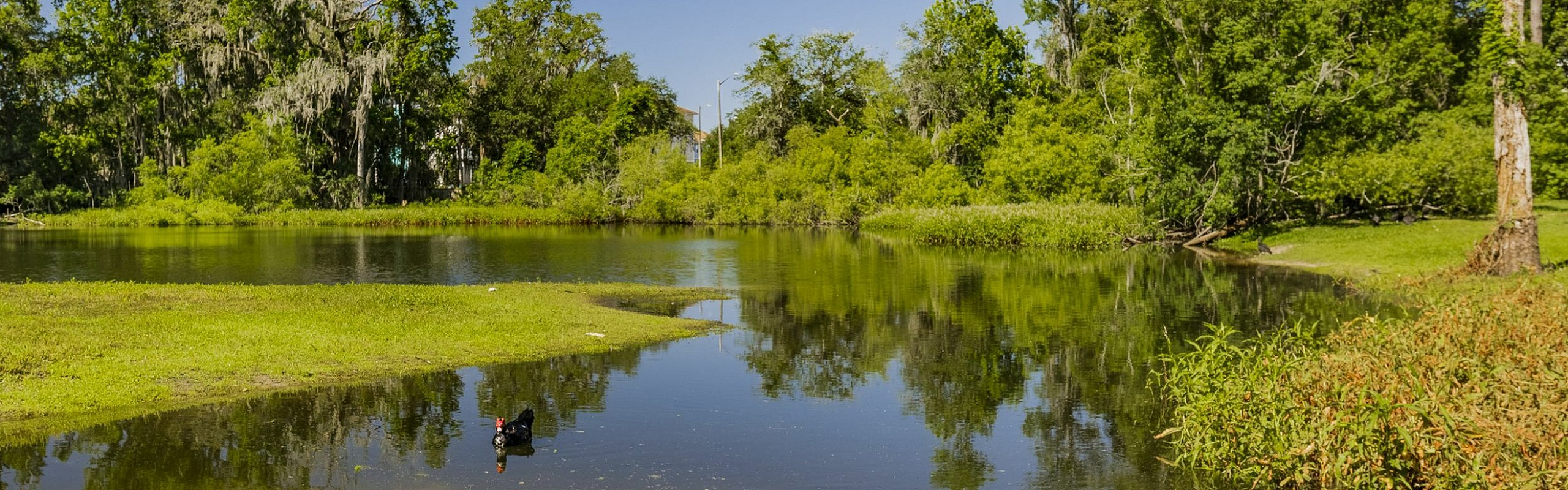 Tranquil lakeside view with lush greenery and clear blue sky, perfect for serene living.