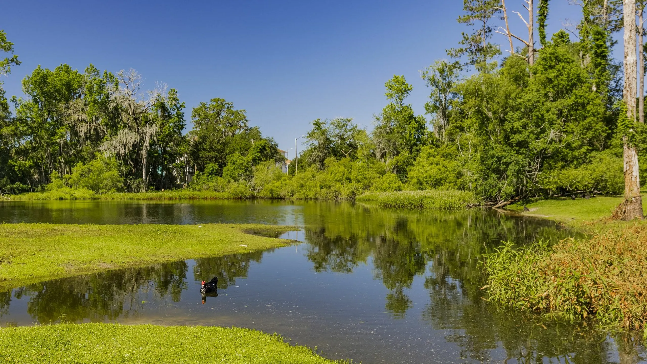 Serene lakeside view with lush green trees and clear blue sky, reflecting tranquility and natural beauty.