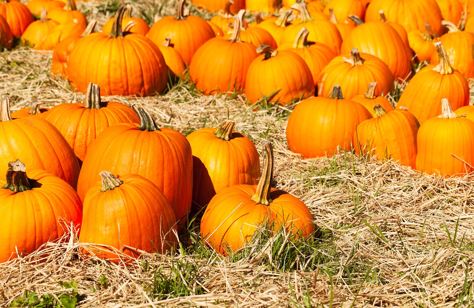 Delicious Pumpkin Dish-image
