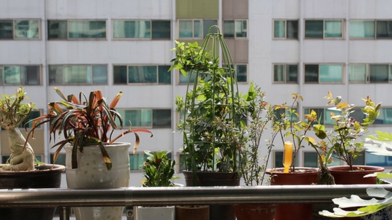 Caring for Houseplants-image