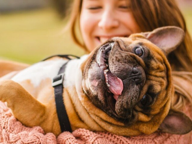 Dog