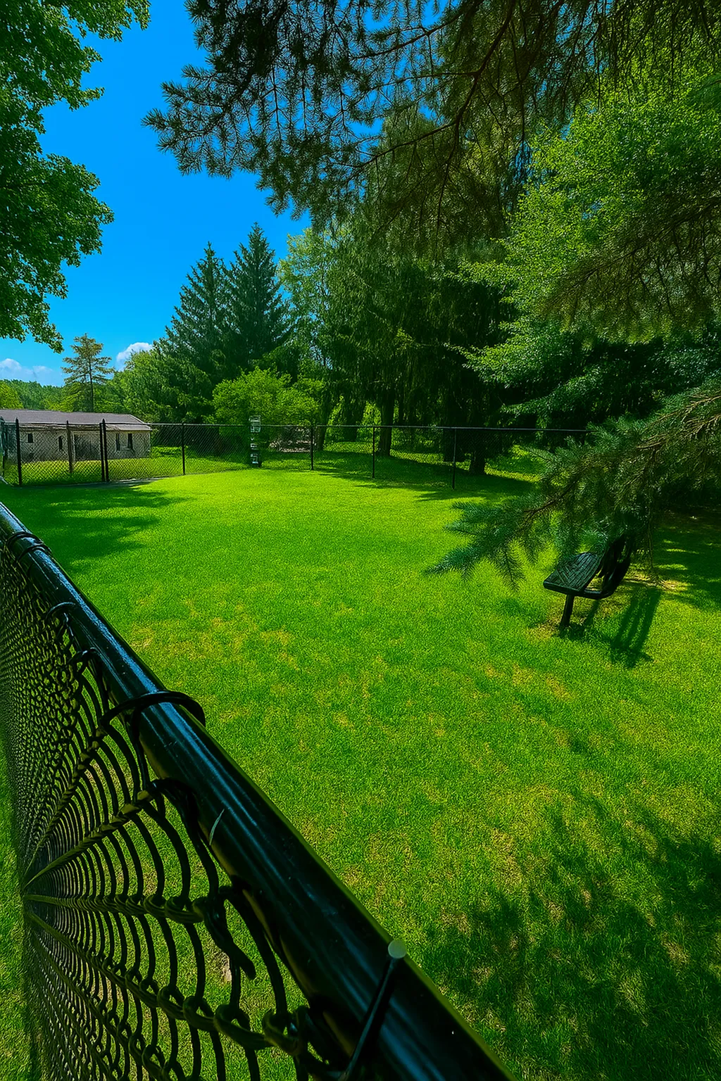 Expansive lush green backyard surrounded by tall trees, perfect for relaxation and outdoor activities.