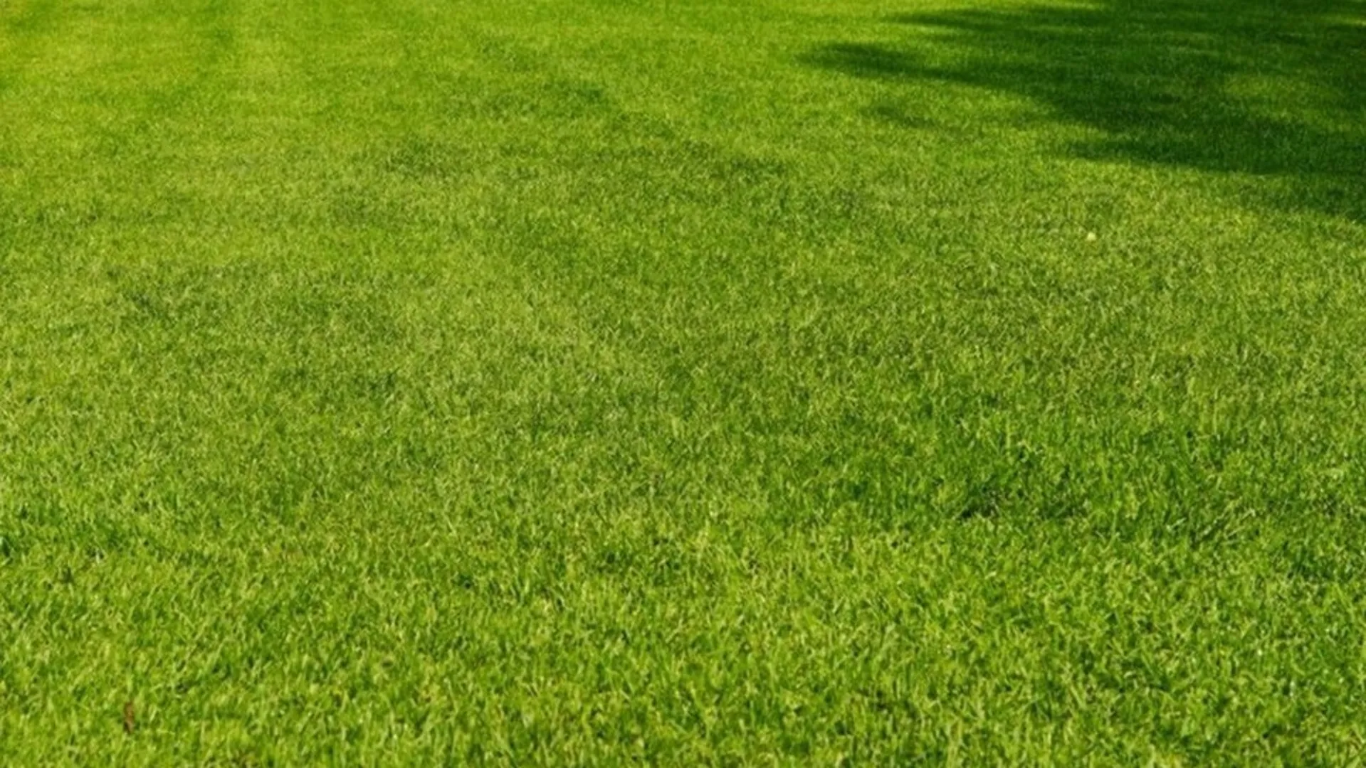 Grass
