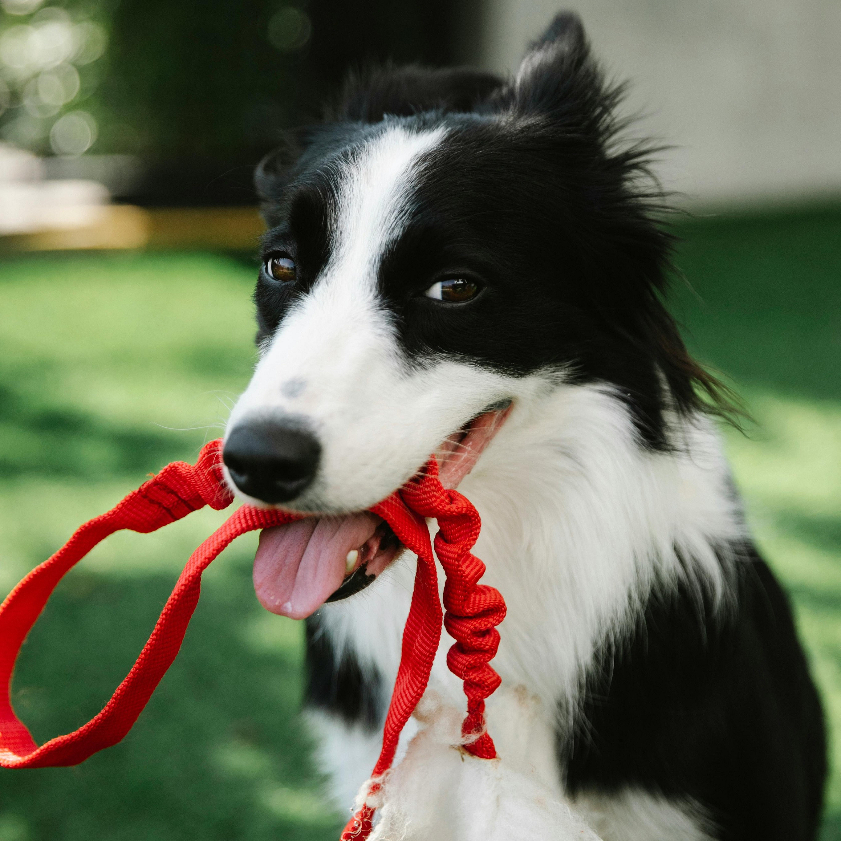 Energetic black and white dog joyfully playing with a red rope toy on lush green grass.