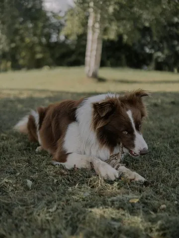 dog friendly apartments