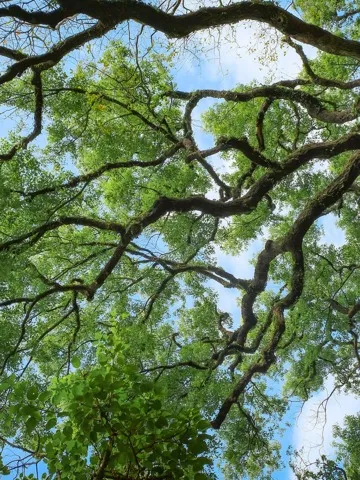 trees