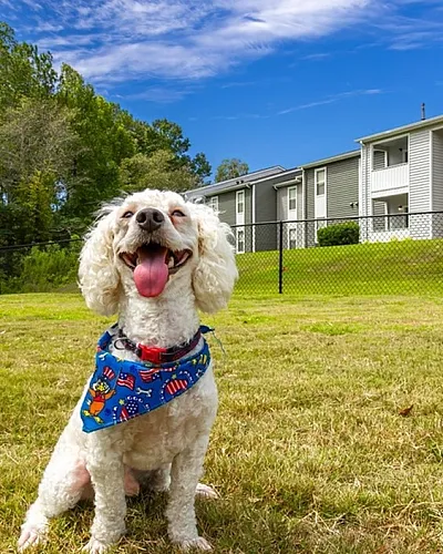 Charming dog enjoying a sunny day in front of modern apartments with a spacious fenced yard.