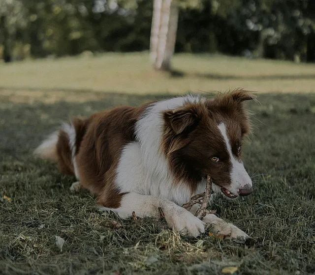 Adorable brown and white dog lying in a lush green park, playfully chewing on a stick with trees in the background.